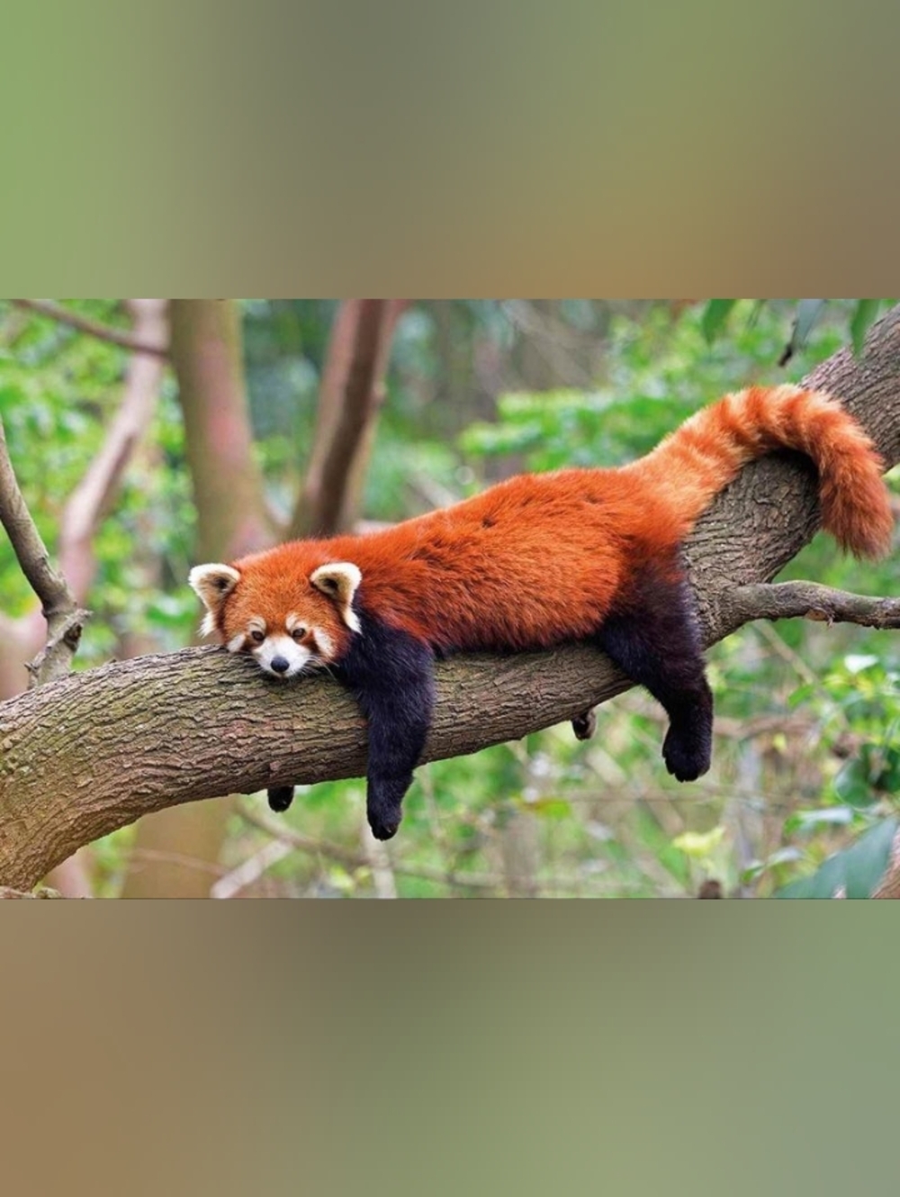 Red Panda Custom Fridge Magnet Home Kitchen Decor